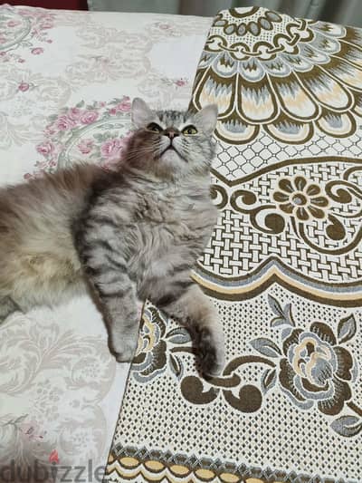 شيرازى للتبنى