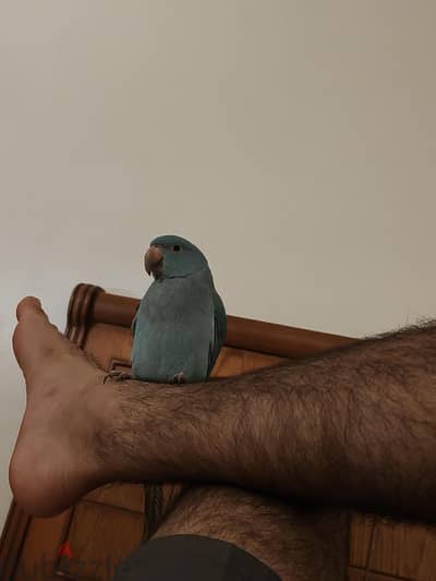 بغبغاء دره هندي ازرق
