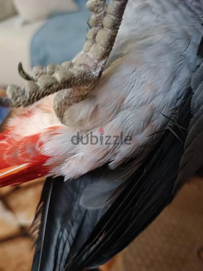 أجمل زغلول زنجباري طفرة