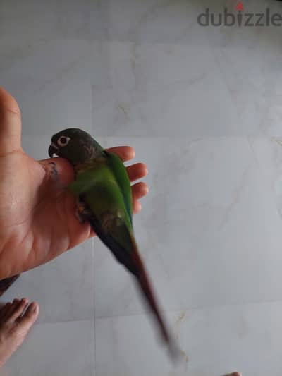 جرين شيك  بالقفص