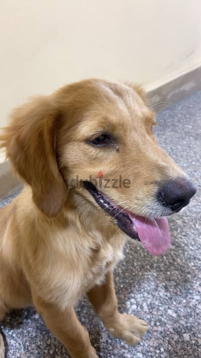 4-Month-Old Golden Retriever Puppy, Male,Vaccinated,Selling Due travel