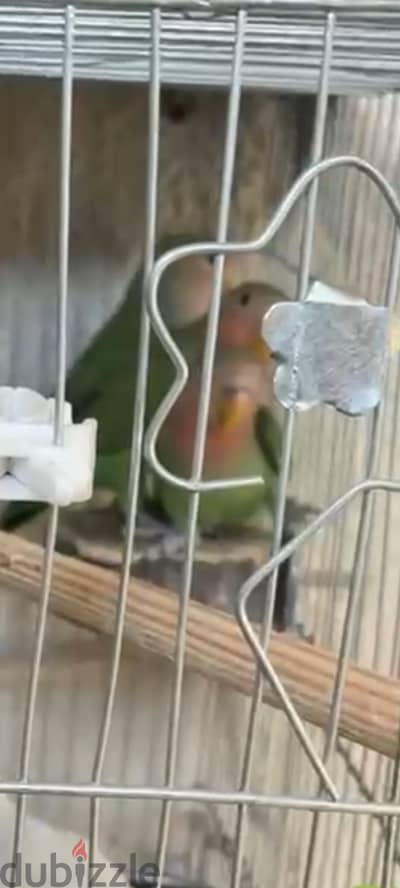 2 روز
