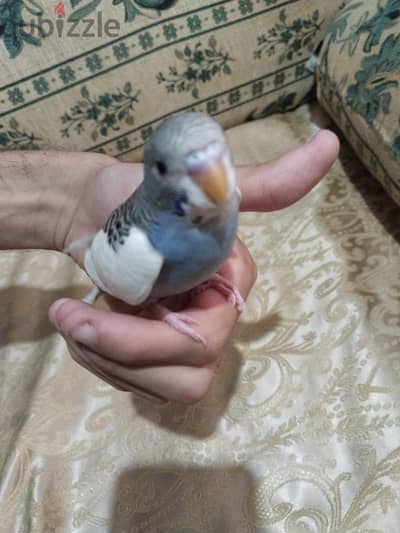 ذكر بادجي تأكيل يدوي أليف عمر شهر ونص