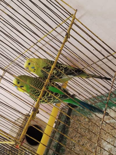 جوز بادجي جاهز ب القفص و البياضه