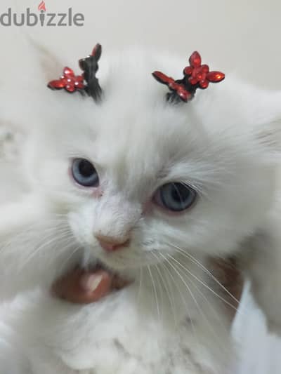 قطه بنت شيراز بيور