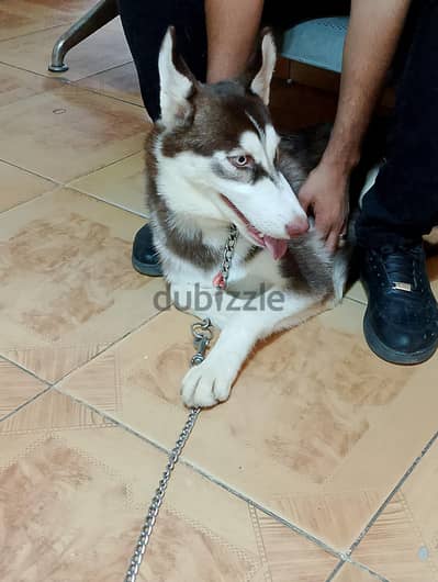 Husky هاسكي