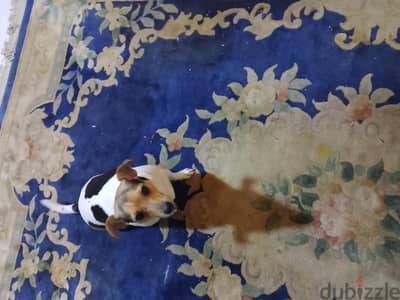 كلبة Jack Russel Terrier