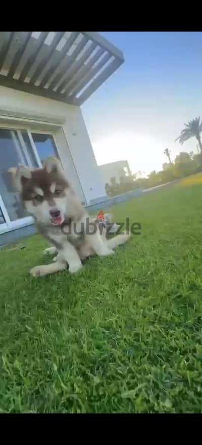 جروين هاسكي مالموت عمر ٣ شهور