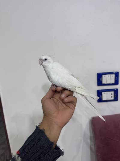 ذكر كوكتيل البينو بيور  عمر ٦ شهور أليف جدا بدون عض نهائي