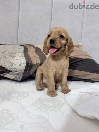 Cocker spaniel female puppy