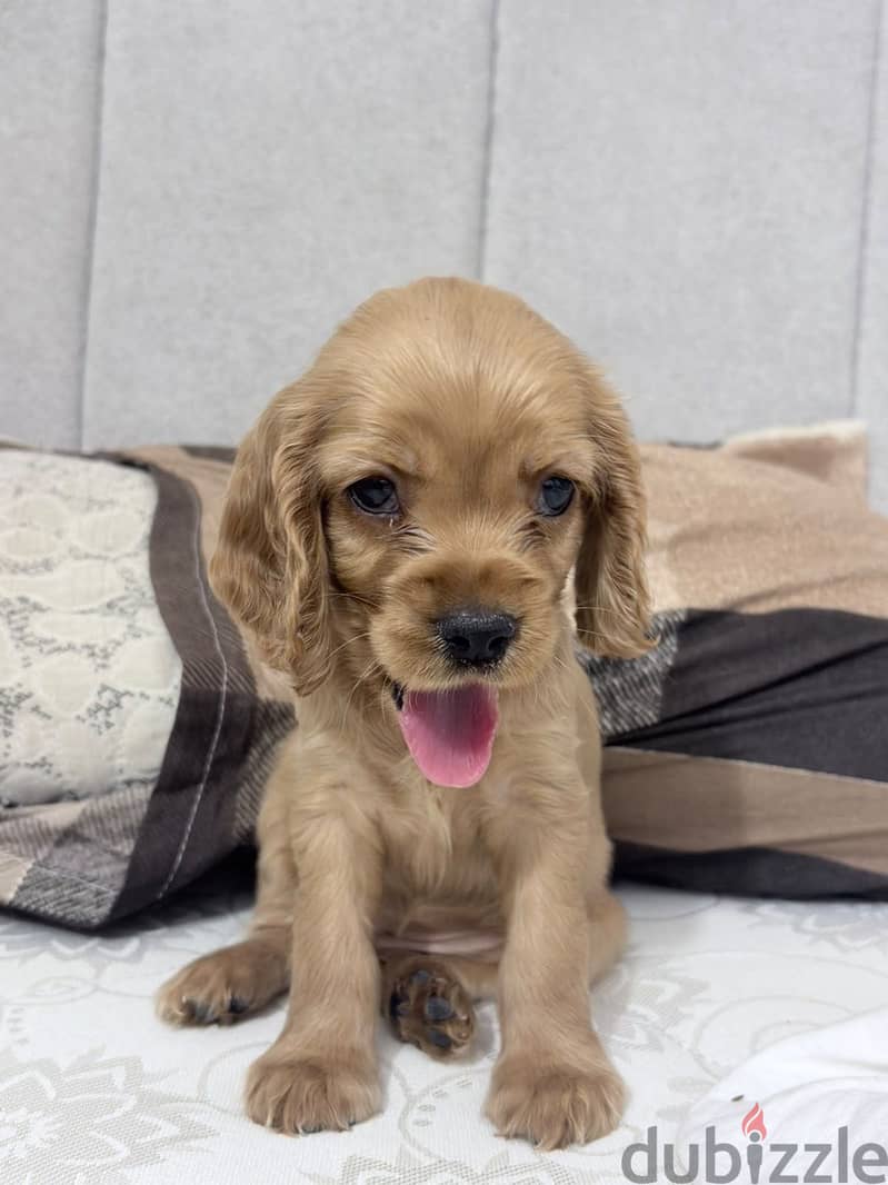 Cocker spaniel female puppy 1