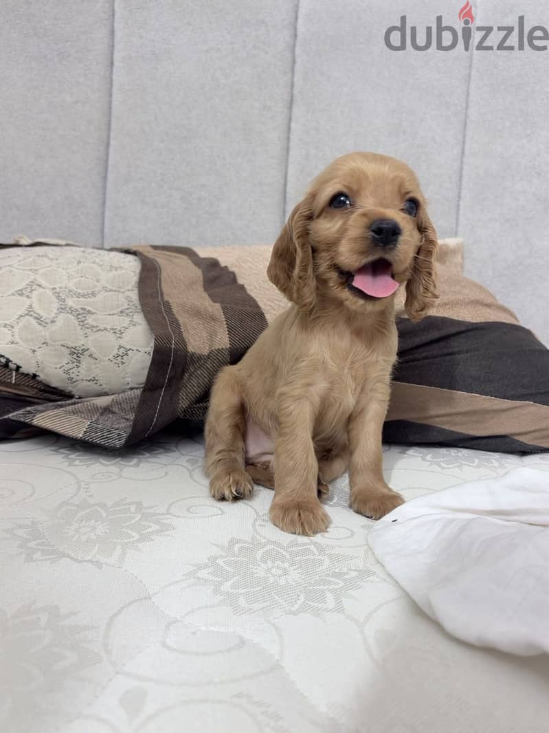 Cocker spaniel female puppy 3