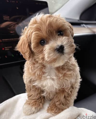 Maltipoo - toy poodle مالتي بو - توي بودل