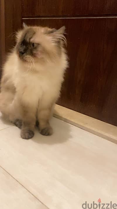 قط هيمالايا