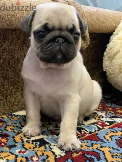 Pug بج