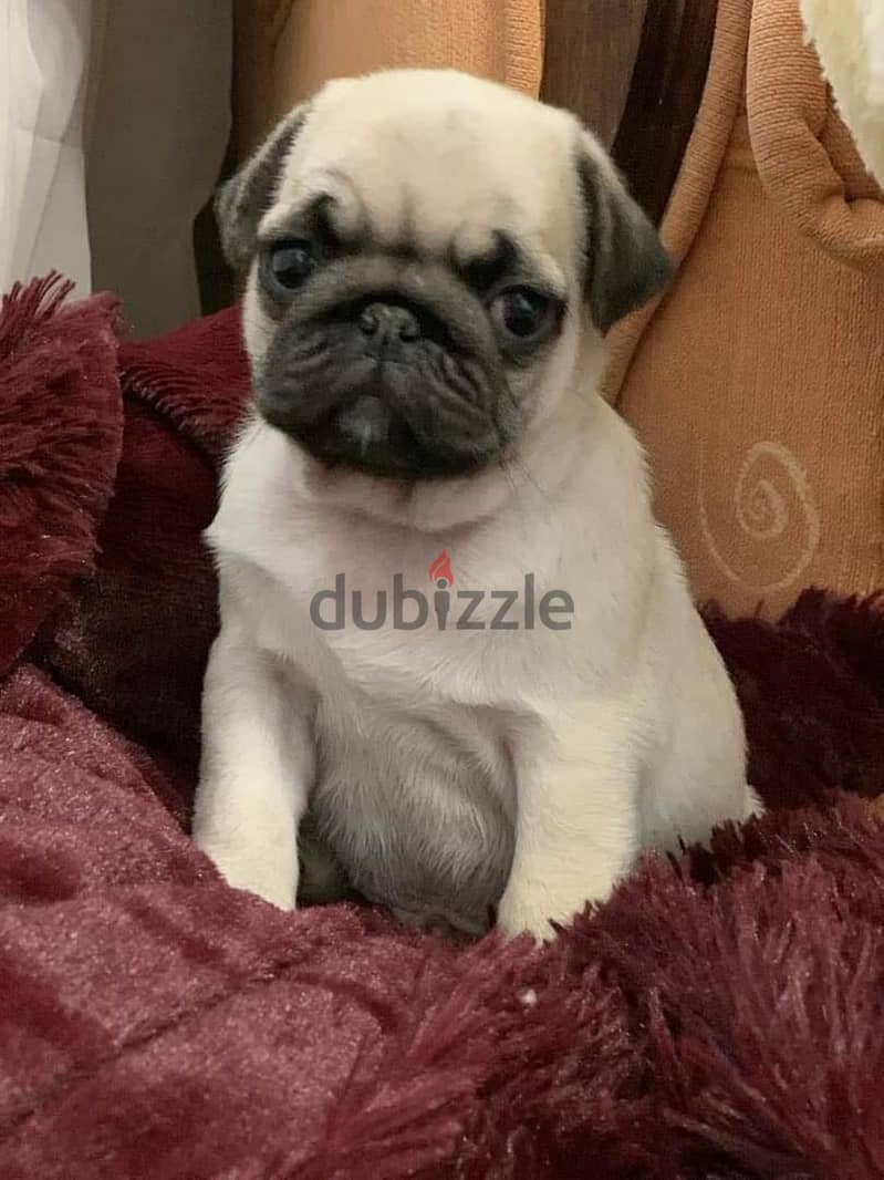 Pug بج 1