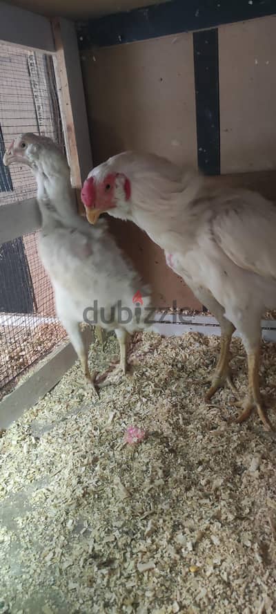 فراخ هندي حجازي