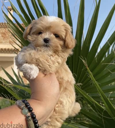 Maltipoo مالتي بو - toy poodle توي بودل