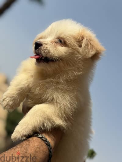 Simba pets