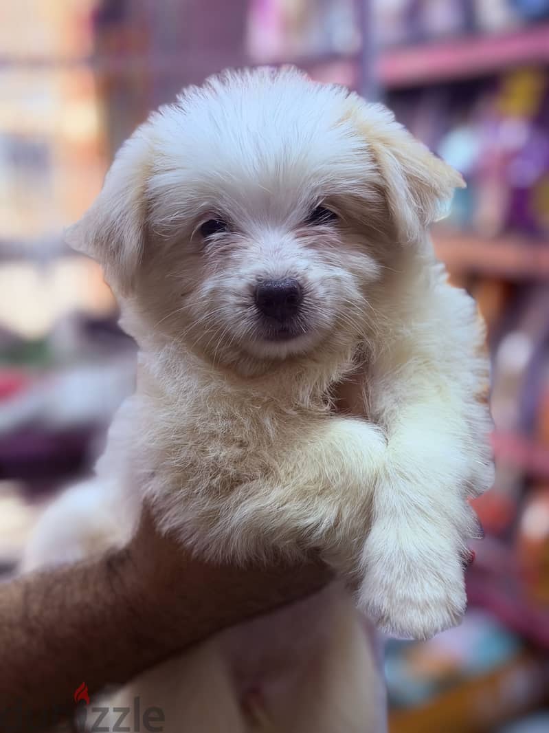 Simba pets 1