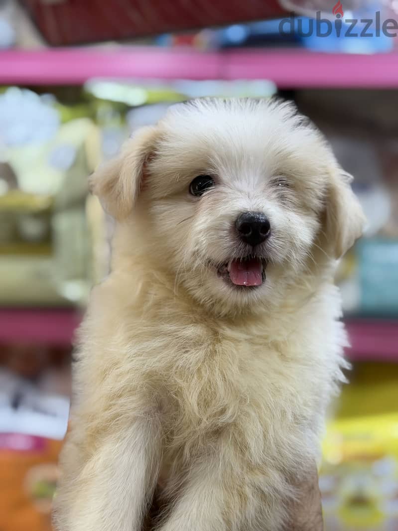 Simba pets 3
