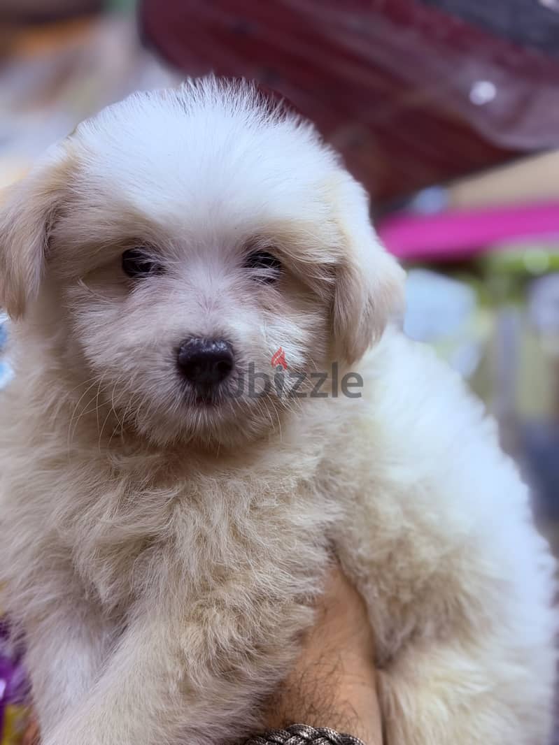 Simba pets 4