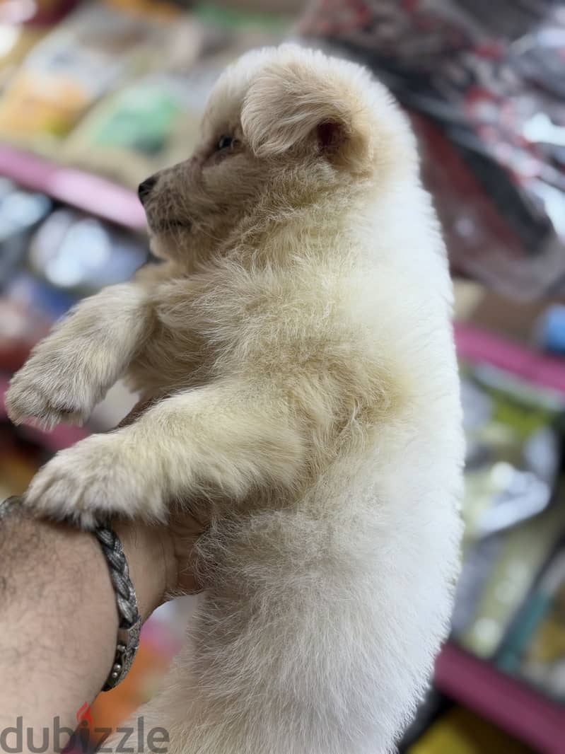 Simba pets 5