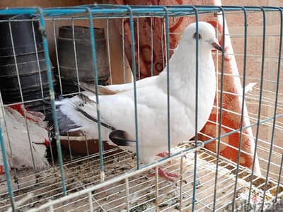 بكستانى واسترالى و كينج
