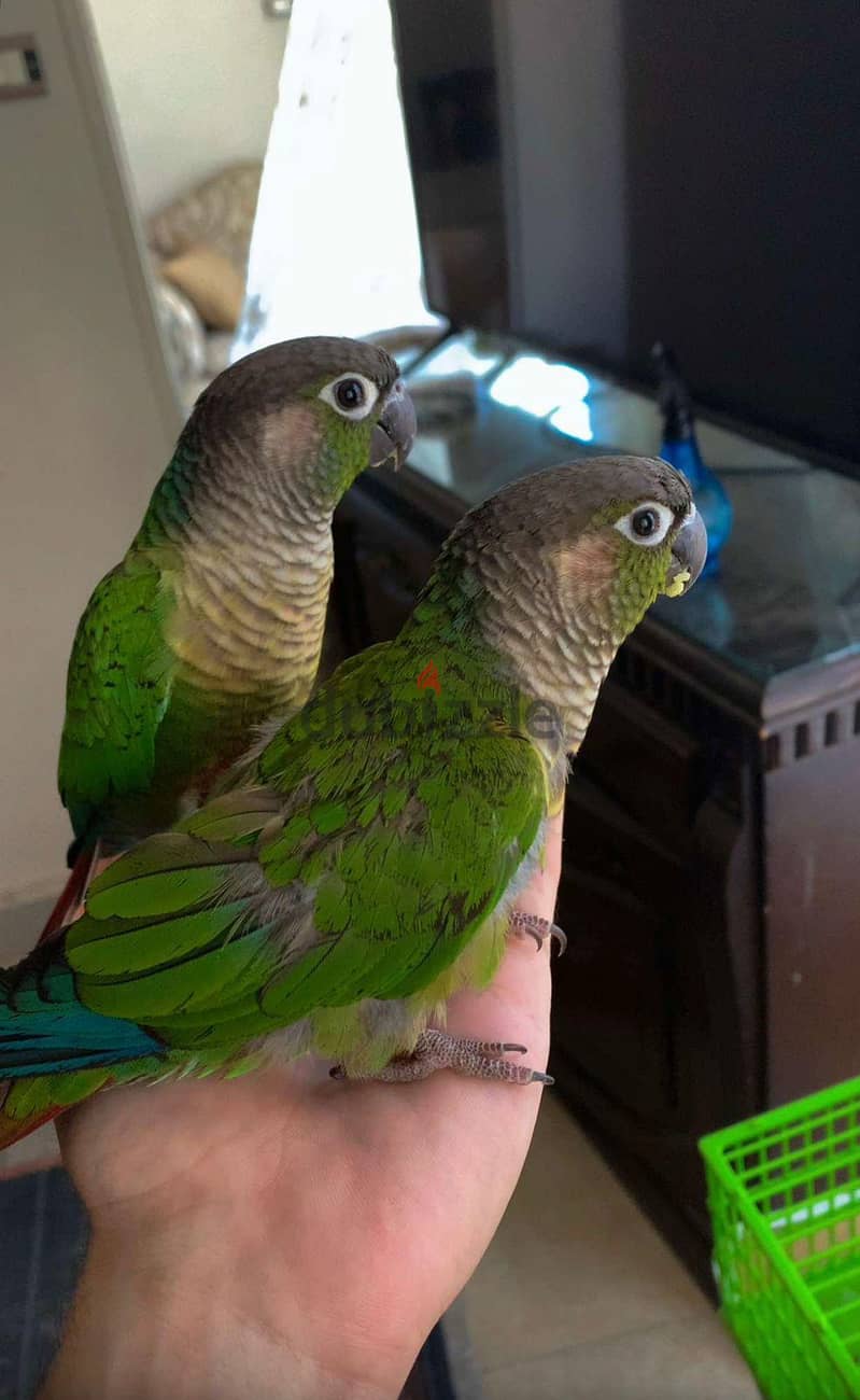 conure 2