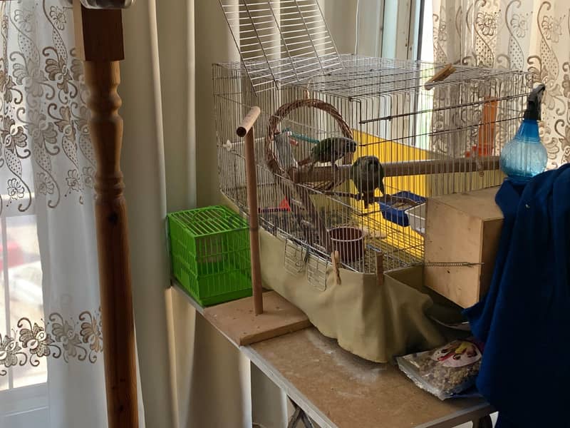 conure 3