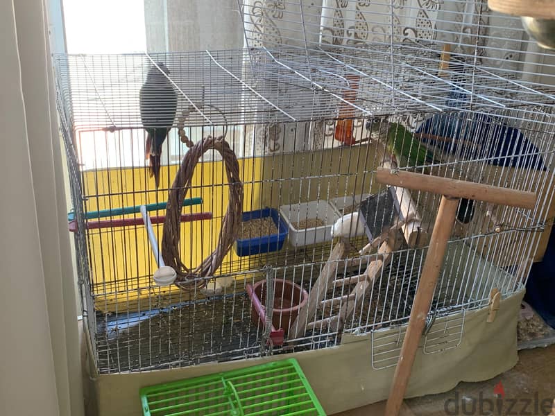 conure 4