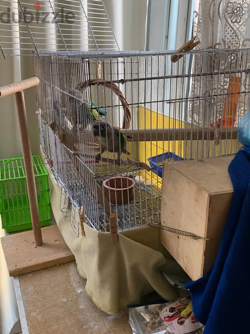 conure 5