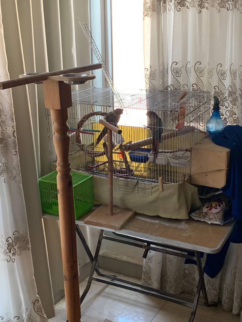 conure 6