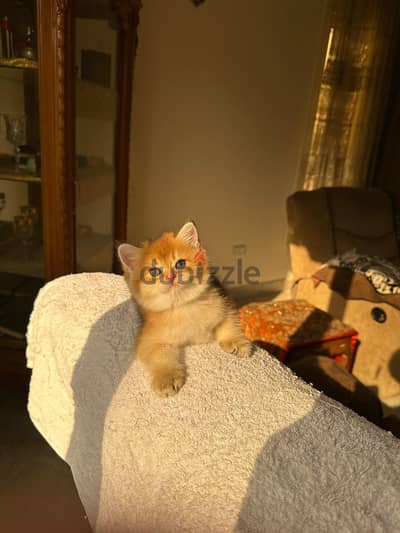 British short  and long hair kittens