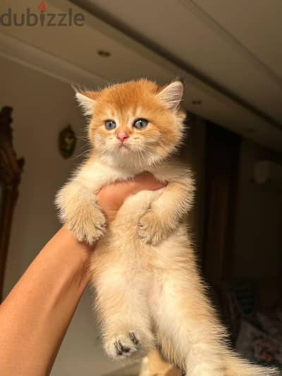 British short  and Scottish short hair kittens