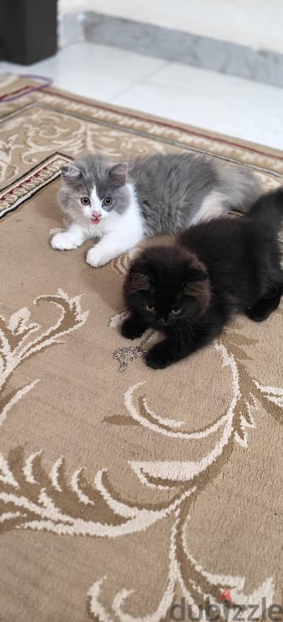 قطط شيرازي بيور