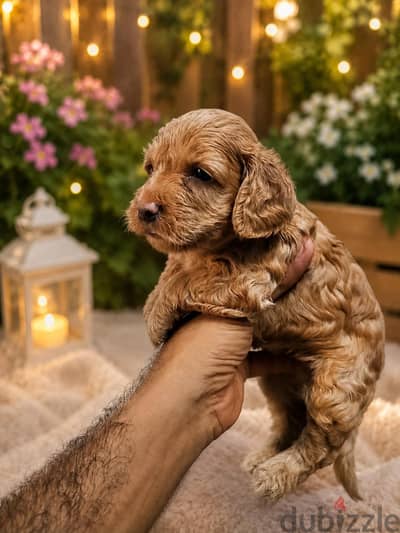 cockapoo