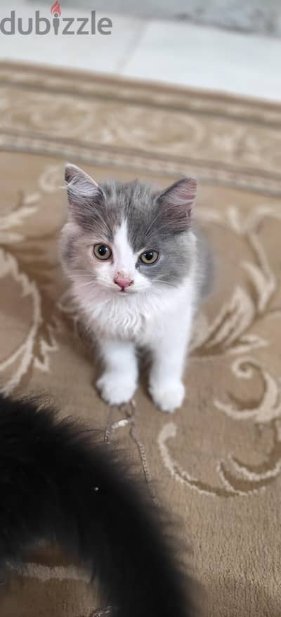 قطط شيرازي