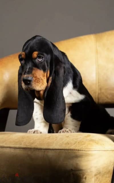 Basset Hound boy from Russia