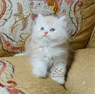 دباديب هافات جاهزين لبتهم الجديد