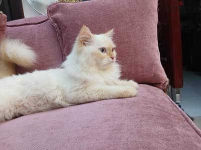 قط ذكر طالب الجواز . . . الاسكندرية محرم بيه