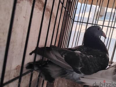 حمام للبيع