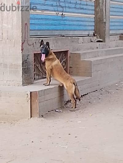 دكر مالينوا للبيع