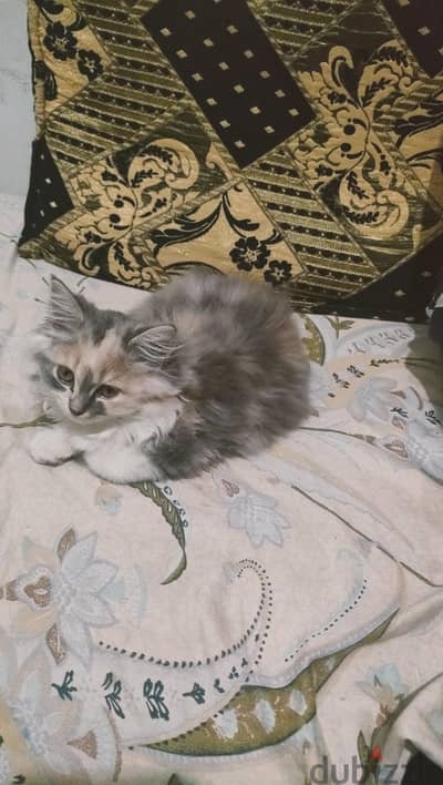 قطه البيع