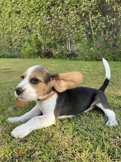 Beagle female puppy