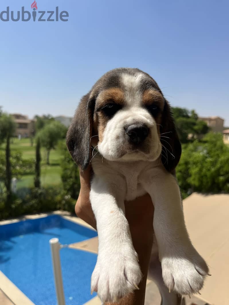 Beagle female puppy 1