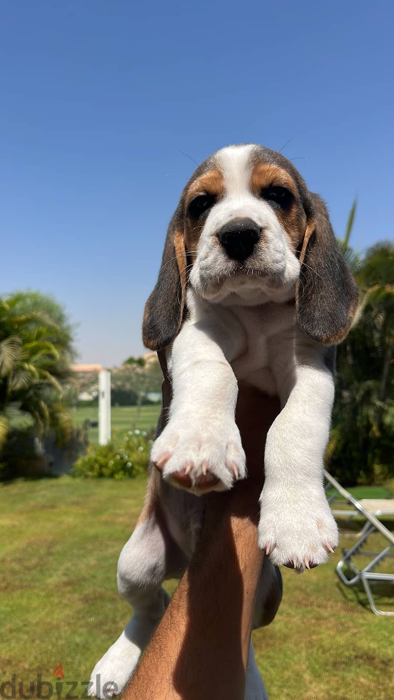 Beagle female puppy 2