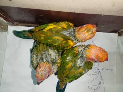 فروخ صن كونيور أهالي بايد