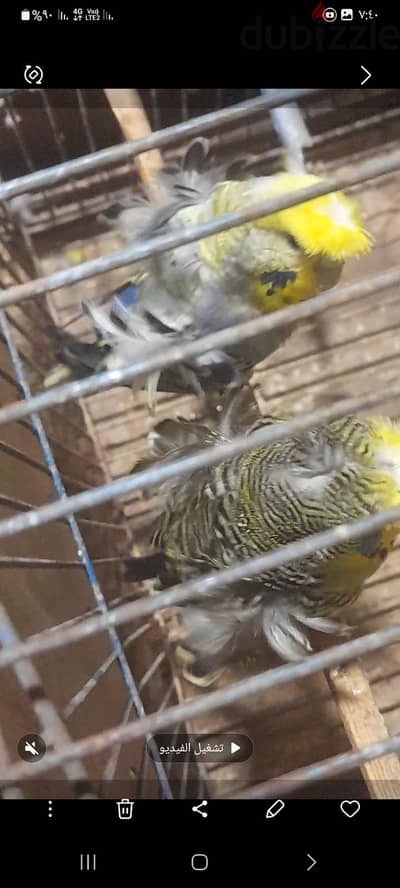 عصافير  استرلي وزيبرا.  للتواصل  01092676700