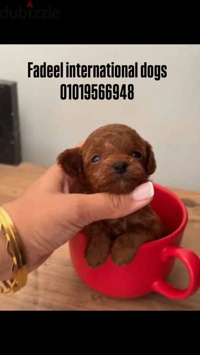 Poodle teacup بوديل تي كب